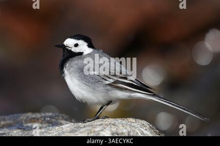 Weißer Bachstelz (Motacilla alba), der im Sommer auf einem Felsen am Meer steht. Stockfoto