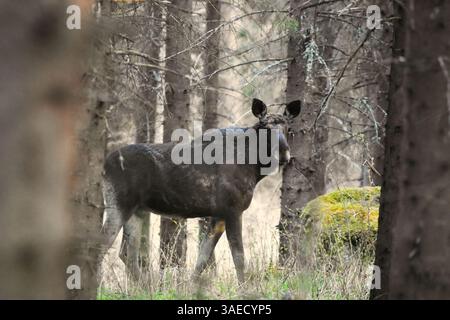 Elche oder Elche (Alces alces) Stier ohne Geweih im Frühling im Wald. Stockfoto