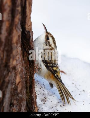 Eurasischer Baumzüchter oder gewöhnlicher Baumzüchter (Certhia familiaris), der im Winter im Wald nach Nahrung sucht. Stockfoto