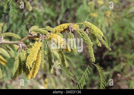 Honigmesquite-Blätter und Katzenschnuppen im Big Bend National Park in Texas Stockfoto