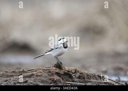 Weißbachtel (Motacilla alba) in den Feuchtgebieten im Frühjahr. Stockfoto