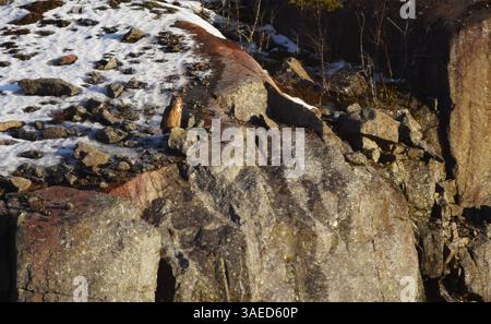 Eurasische Uhu (Bubo bubo) beobachtet am Rand des Steinbruchs bei Sonnenuntergang im frühen Frühjahr. Stockfoto