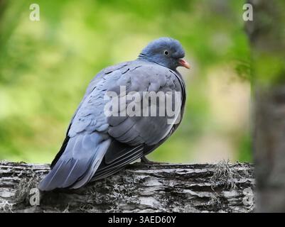 Im Sommer ruht die gewöhnliche Holztaube (Columba palumbus) auf einem Baum im Wald. Stockfoto