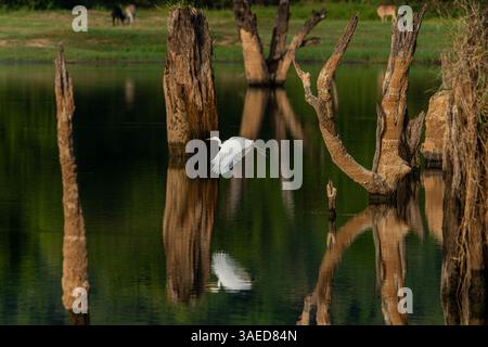 Weißer Reiher oder Ardea alba im Flug über den Teich in Gal Oya Sri Lanka. Stockfoto