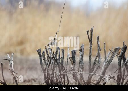 Song-Thrush (Turdus philomelos) sitzt im Frühjahr auf einem Ast in den Feuchtgebieten. Stockfoto