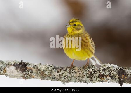 Yellowhammer (Emberiza citrinella) sitzt im Winter auf einem Zweig. Stockfoto