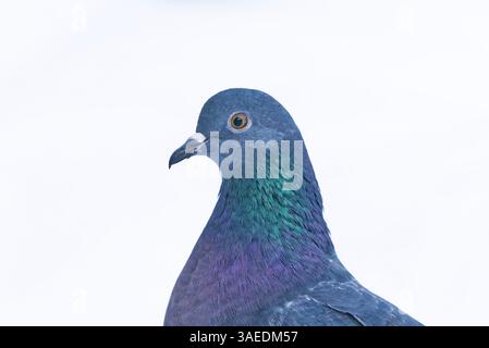 Haustaube (Columba livia domestica) Nahaufnahme im Winter mit weißem Schnee im Hintergrund. Stockfoto