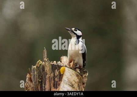Großspecht (Dendrocopos Major) männlich auf einem Baumstumpf im Wald im Herbst. Stockfoto