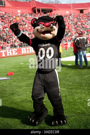 19. November 2011: Cincinnatis Maskottchen während eines Fußballspiels zwischen den Rutgers Scarlet Knights und den Cincinnati Bearcats im High Solution Stadium in Piscataway, New Jersey. Rutgers besiegte Cincinnati mit 20:3 (Bild: © Duncan Williams/Cal Sport Media/ZUMAPRESS.com) Stockfoto