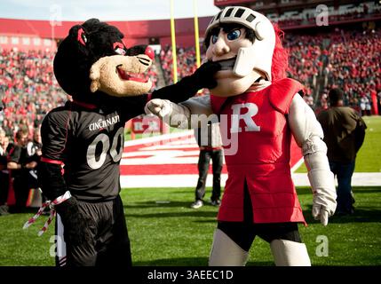 19. November 2011: Rutgers’ und Cincinnati’s Maskottchen treten im High Solution Stadium in Piscataway, New Jersey, im NCAA Big East-Football-Spiel zwischen den Rutgers Scarlet Knights und den Cincinnati Bearcats auf. Rutgers besiegte Cincinnati mit 20:3 (Bild: © Duncan Williams/Cal Sport Media/ZUMAPRESS.com) Stockfoto