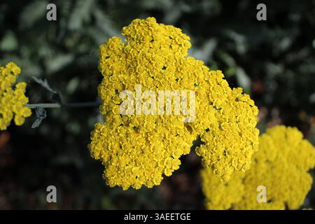 Gelbe Schafgarbe in Blüte - Makroaufnahme bei natürlichem Licht. Stockfoto