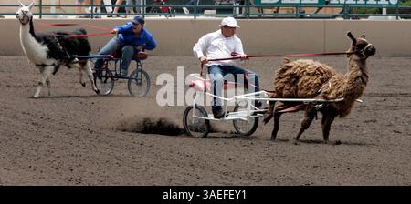 Juni 2008, Del Mar, Kalifornien ANNA LANNING, links, mit Tony Llama und TIM hart mit Big Brown, beide von Hedrick Exotic Animal Farm in Nickerson, Kansas, fahren Lamas in der Arena auf der San Diego County Fair auf den Del Mar Fairgrounds am Samstag.  (Credit Image: San Diego Union-Tribune/ZUMAPRESS.com) Stockfoto