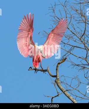 Rosenlöffelschnabel (Platalea ajaja) landet in einem Baum mit offenen Flügeln, Houston Area, Texas, USA Stockfoto