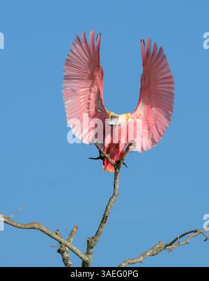 Rosenlöffelschnabel (Platalea ajaja) landet in einem Baum mit offenen Flügeln, Houston Area, Texas, USA Stockfoto
