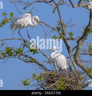 Ein Paar große Reiher (Ardea alba) Baunest, Houston Area, Texas, USA. Stockfoto