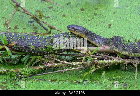 Gewöhnliche (oder nördliche, östliche) Wasserschlange (Nerodia sipedon), die in der Sonne auf Entenweed, High Island, Texas, USA, liegt. Stockfoto