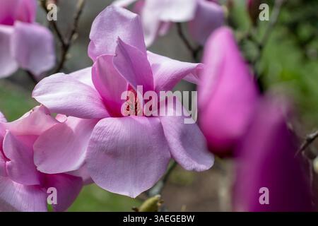 Magnolien oder Tulpenblüten aus nächster Nähe. Elegante, leuchtend rosafarbene, offene Blumen. Tulpenbaum in Blüte. Stockfoto