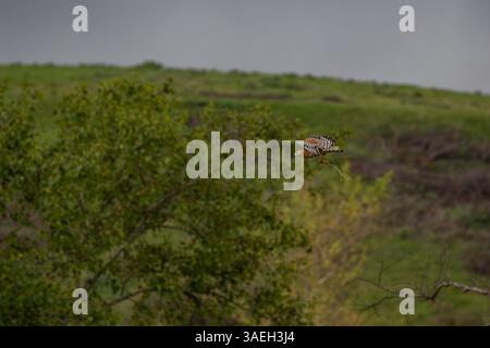 Red Shouldered Hawk ( Buteo lineatus ) im Flug tragende Nestbauzweig in Südkalifornien, USA Stockfoto