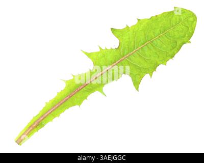 Einzelnes grünes Löwenzahnblatt vor weißem Hintergrund Stockfoto