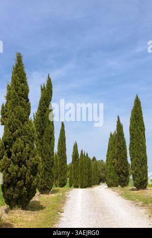 Ländlicher Pfad gesäumt von hohen Zypressen unter klarem blauem Himmel, Toskana, Italien, Europa Stockfoto