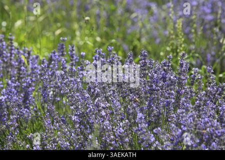 Nahaufnahme von Lavendel in Blüte auf einem üppigen Feld. Die Lavendelblüten haben eine satte violette Farbe und sind eng beieinander. Im Hintergrund grüne Pflanzen A Stockfoto