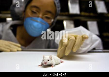 Eine orientalische Wissenschaftlerin mit Latexhandschuhen und einer blauen Maske mit einer niedlichen weißen balb/c Labormaus in den Händen, New York, USA, Nordamerika Stockfoto