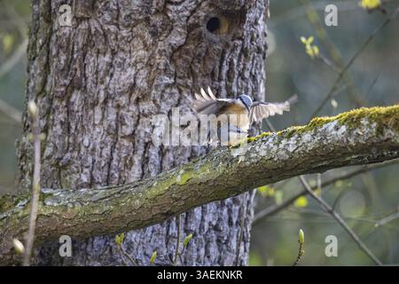 Nuthatch (Sitta europaea) paarend in Deutschland Stockfoto