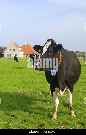 Typische holländische Landschaft mit Kühen Ackerland und einem Bauernhof Stockfoto