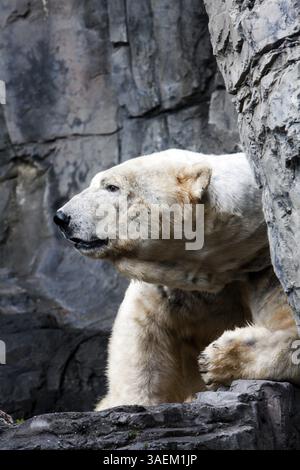 Der riesige Kopf und das Gesicht eines vom Aussterben bedrohten Eisschneebären (Ursus maritimus) zwischen einer Felsformation in New York, USA, Nordamerika Stockfoto
