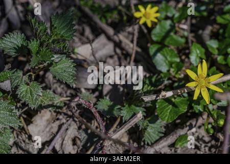 Gelbe Blüten und Brennnessel wachsen zwischen den Blättern auf dem Boden, Auenwald am Donauohrbogen, Bogen, Niederbayern Stockfoto