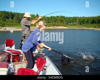 23. August 2011 – MAN, CAN – Jessica Pedruchny stellt am 23. August 2011 einen Fisch für Eagle Nest Lodge-Führer Eric Busch ein, während er auf dem Winnipeg River fischt. Pedruchnys Eltern, Fred und Jo-Anne, besitzen die Eagle Nest Lodge, und Jessica verließen einen Marketing- und Entwicklungsjob bei Great-West Life Assurance Co. In Winnipeg, weil sie die Atmosphäre des Angelcamps verpasste. Sie kümmert sich jetzt um das Marketing für die Lodge. (Kreditbild: © Brad Dokken/Grand Forks Herald/MCT/ZUMAPRESS.com) Stockfoto