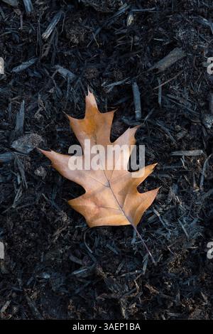 Nahaufnahme des Quercus rubra - Blatt der nördlichen Roten Eiche im Herbst. Stockfoto