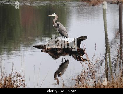Heron's Perch: Stille am See auf dem Golfplatz Sky Meadow Country Club Stockfoto