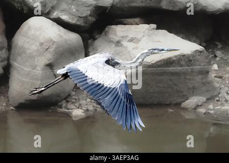 Herons Wingbeat: Detaillierte Flugdynamik Stockfoto