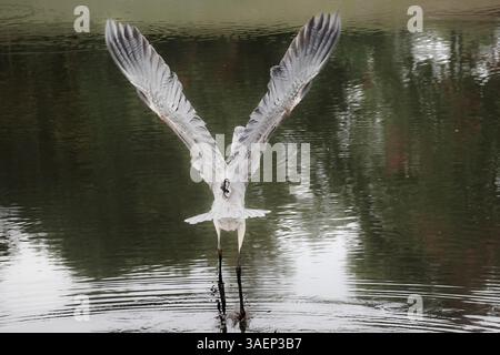 Herons Wingbeat: Detaillierte Flugdynamik Stockfoto
