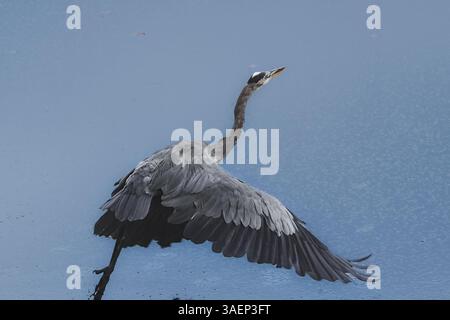 Herons Wingbeat: Detaillierte Flugdynamik – Gigapixel Stockfoto