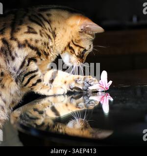 Bengalisches Katzenporträt: Alarmblick - Gigapixel Stockfoto