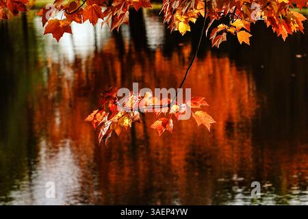 Herbstreflexionen: Feurige Blätter der White Mountains während der Herbstsaison Stockfoto