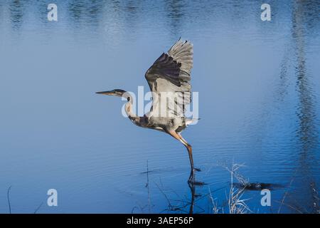 Herons Wingbeat: Detaillierte Flugdynamik – Gigapixel Stockfoto