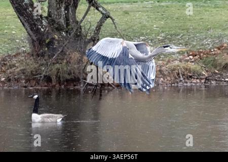 Herons Wingbeat: Detaillierte Flugdynamik – Gigapixel Stockfoto