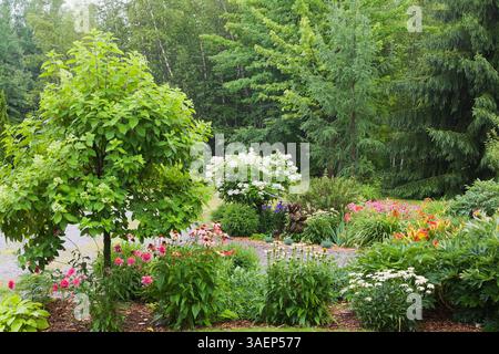 Mulchränder mit Hydrangea paniculata 'Limelight', 'Quick Fire' und weißen, rosa Echinaceen - Sonnenhut in einem Wohngarten im Vorgarten im Sommer. Stockfoto