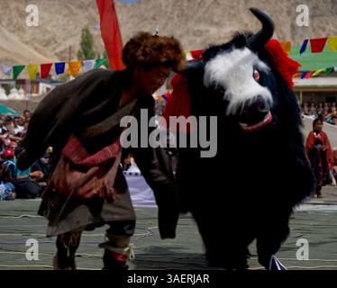 September 2011 - Ladakh, Indien - Ein lebendiger und fröhlicher Tanz der jungen Nomaden aus der Wüste Changthang beim Ladakh Festival. Diese Nomaden sind Hirten der Paschmina-Wolle und leben in sparsamen Zelten und leben in den Wüstenplateaus des Himalaya, die sich von Ladakh bis nach Tibet erstrecken. (Bild: © Jaina Mishra/ZUMAPRESS.com) Stockfoto