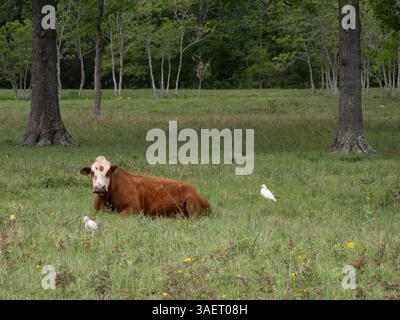 Braune und weiße Hereford-Kuh, die auf einem grasbewachsenen Feld liegt, mit zwei Rinderreihern in der Nähe. Fotografiert in Texas. Stockfoto