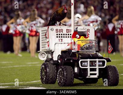 November 2011 - Columbia, South Carolina, USA S - South Carolina Maskottchen während des Fußballspiels South Carolina vs. Clemson. Die Gamecocks besiegen die Tiger 34 - 13. (Bild: © Tony Brown/Southcreek/ZUMAPRESS.com) Stockfoto