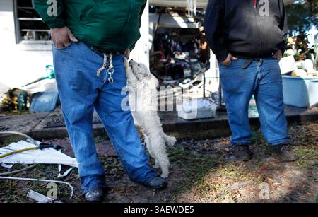 8. Dezember 2011 - Tampa, FL, USA - TP 347479 FLYN Fire 1 (8.12.2011) Buddy, der Pudel, dehnt sich auf seinen Besitzer Brian McIntosh, vor seinem Haus aus, das bei einem Brand am 8. Dezember 2011 in Dover zerstört wurde. Brians Bruder Shawn steht rechts. Kumpels Bellen alarmierte Brians Mutter um 3 Uhr morgens. Die Familie züchtet Vollblutpferde, also dachte Brian, dass eines ihrer Pferde rausgekommen sein könnte. Aber als er aufstand, um zu überprüfen, sah er ein Feuer auf der Veranda und versuchte es mit einem Schlauch zu löschen. Das Feuer breitete sich schnell auf das Dach aus und schon bald wurde das Haus überfallen. Brians Fathe Stockfoto