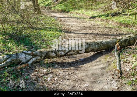 Ein großer Baum ist über einen unbefestigten Waldweg gefallen, der den Weg in einem bewaldeten Gebiet während des frühen Frühlings behindert. Stockfoto