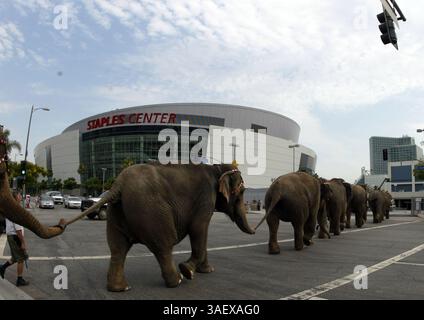 Juli 2005; Los Angeles, CA, USA; Ringling Bros. und Barnum & Bailey Circus Elefanten machen sich bereit, im Staples Center in Los Angeles aufzutreten. (Bild: Armando Arorizo/ZUMAPRESS.com) Stockfoto