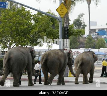 Juli 2005; Los Angeles, CA, USA; Ringling Bros. und Barnum & Bailey Circus Elefanten machen sich bereit, im Staples Center in Los Angeles aufzutreten. (Bild: Armando Arorizo/ZUMAPRESS.com) Stockfoto