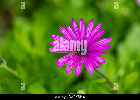 Der Regen durfte Daisy in der Blüte in unserem Garten Stockfoto