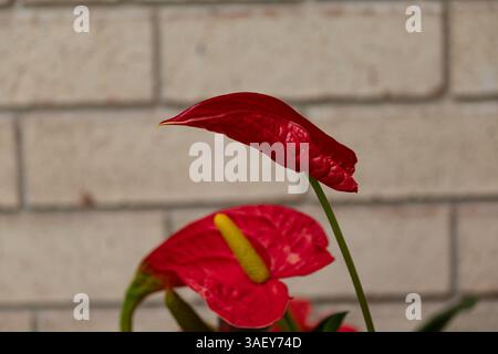 Auffällige Anthuriumblüten in unserem Garten Stockfoto
